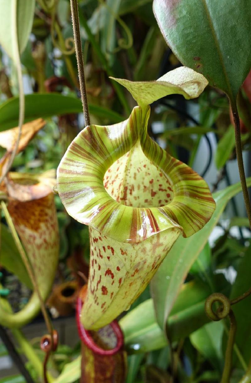 Nepenthes platychila.