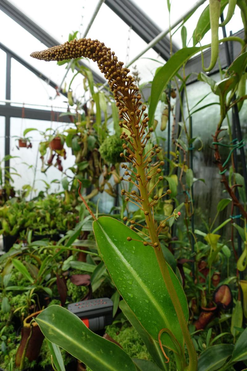 Nepenthes x Trusmadiensis inflorescence.