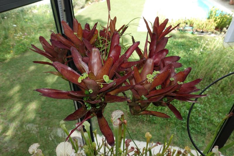 Neoregelia camorimiana with Ut. nelumbifolia seedlings.