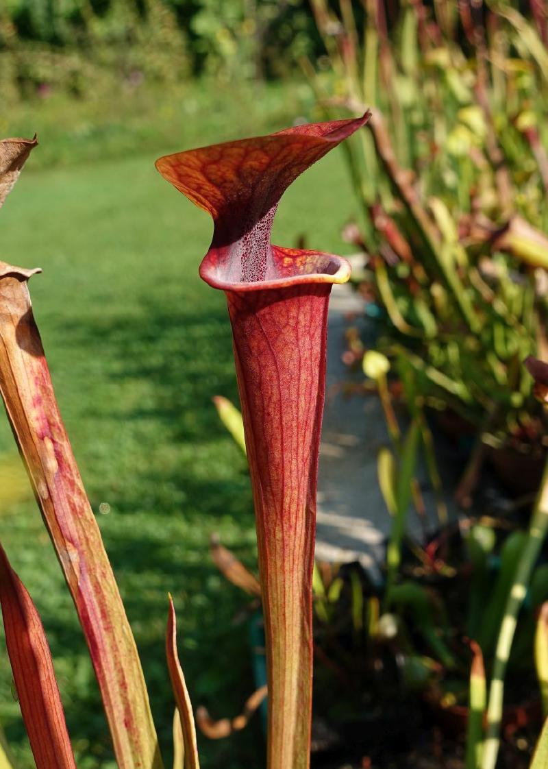 Sarracenia flava.