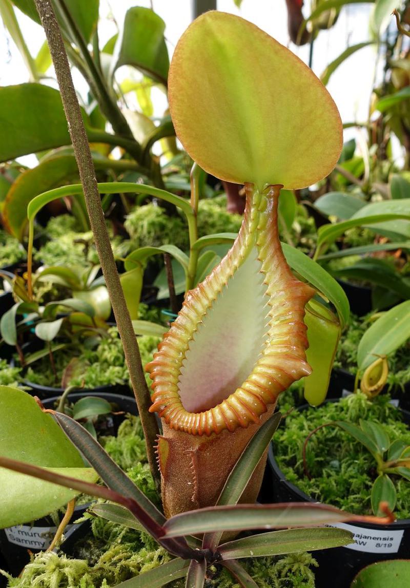 Nepenthes macrophylla.