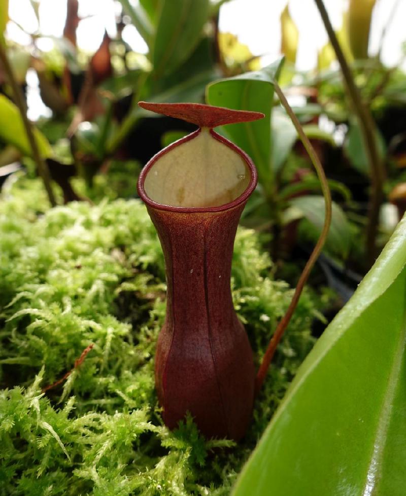 Nepenthes reinwardtiana (red).