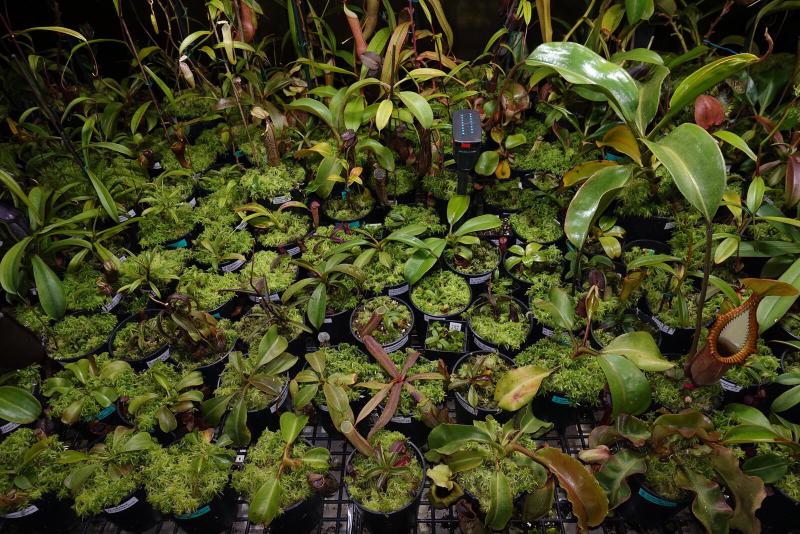 Nepenthes seedlings.