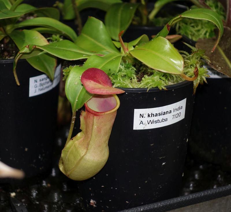 Nepenthes khasiana.