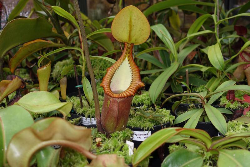 Nepenthes macrophylla.