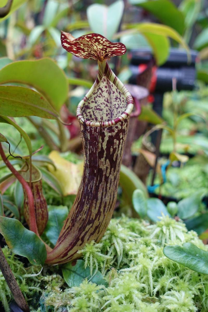 Nepenthes stenophylla.