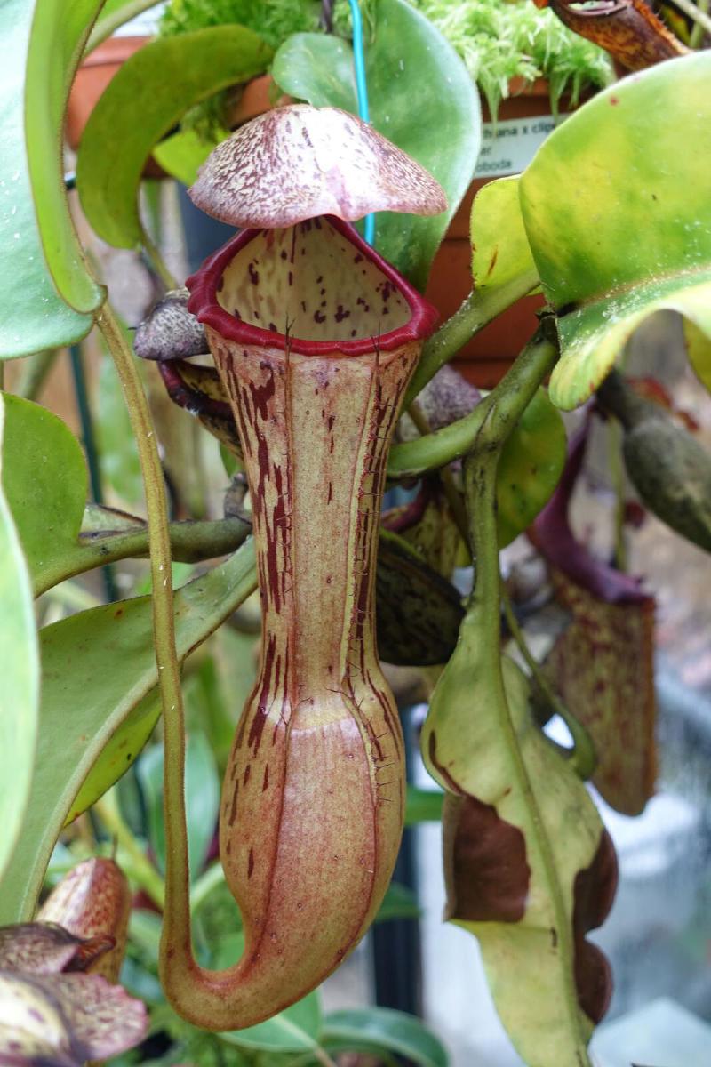 Nepenthes boschiana x clipeata.