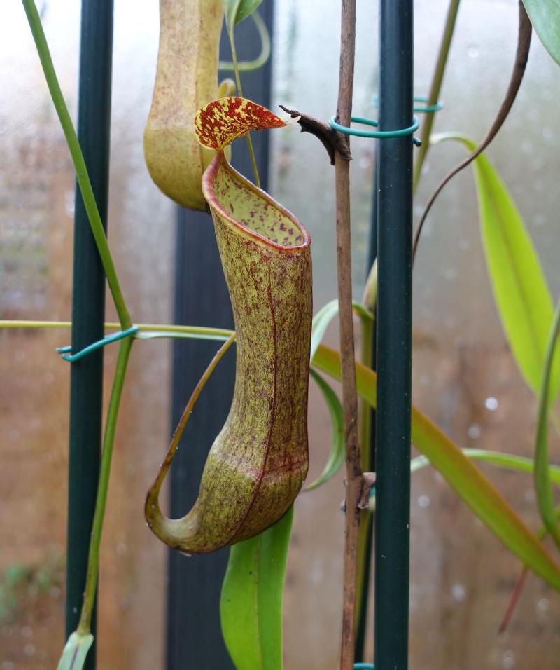 Nepenthes tobaica, female.