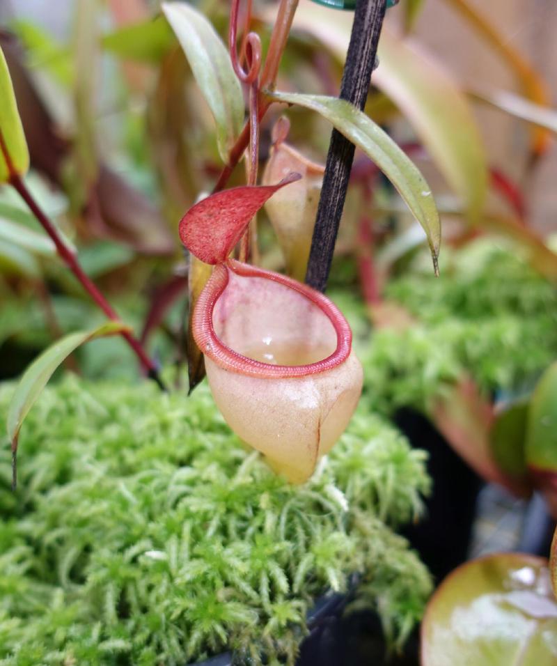 Nepenthes pitopangii.