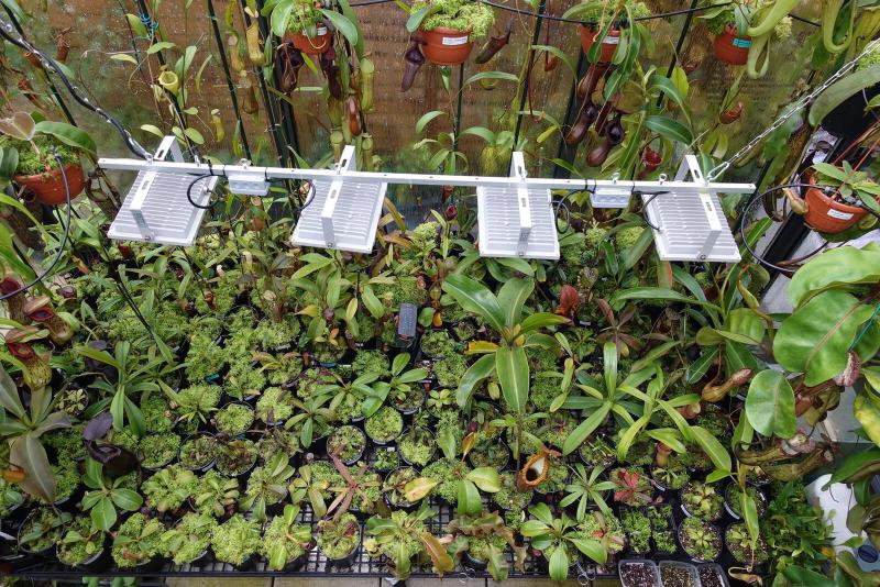 Nepenthes under lights.