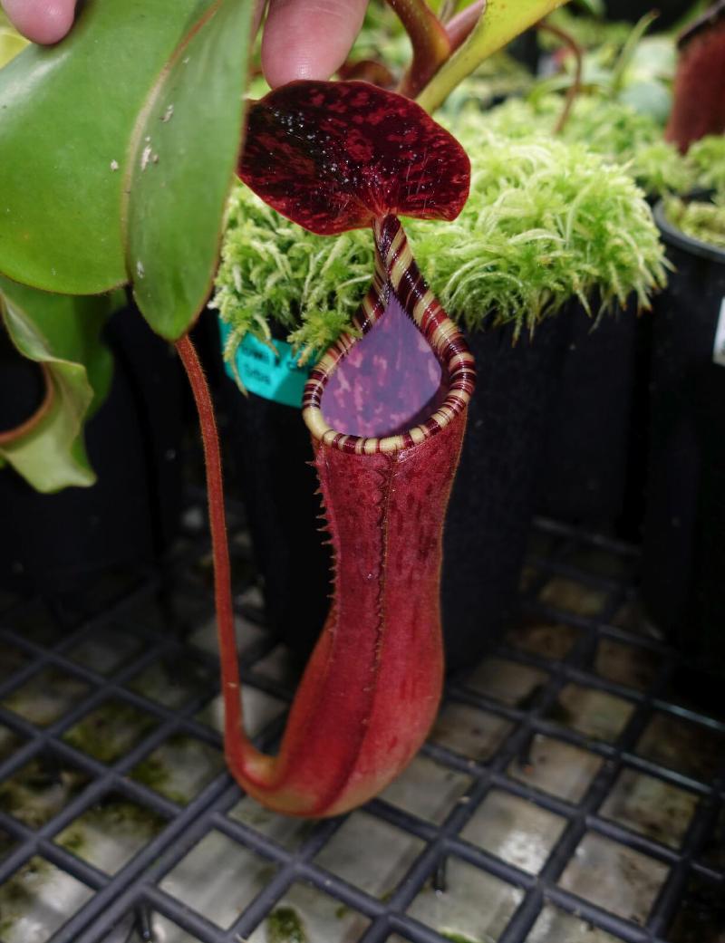 Nepenthes lowii x clipeata.