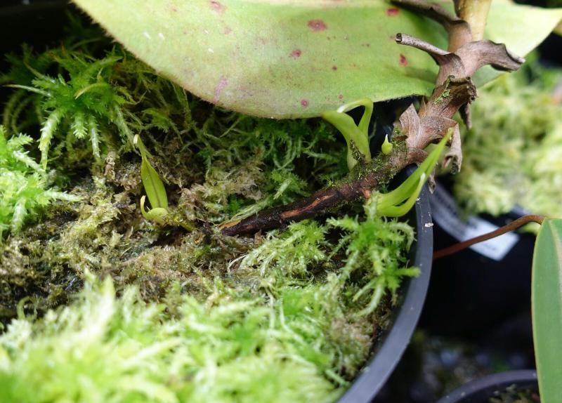 Four basals on the same N. singalana - stem cuttings soon!