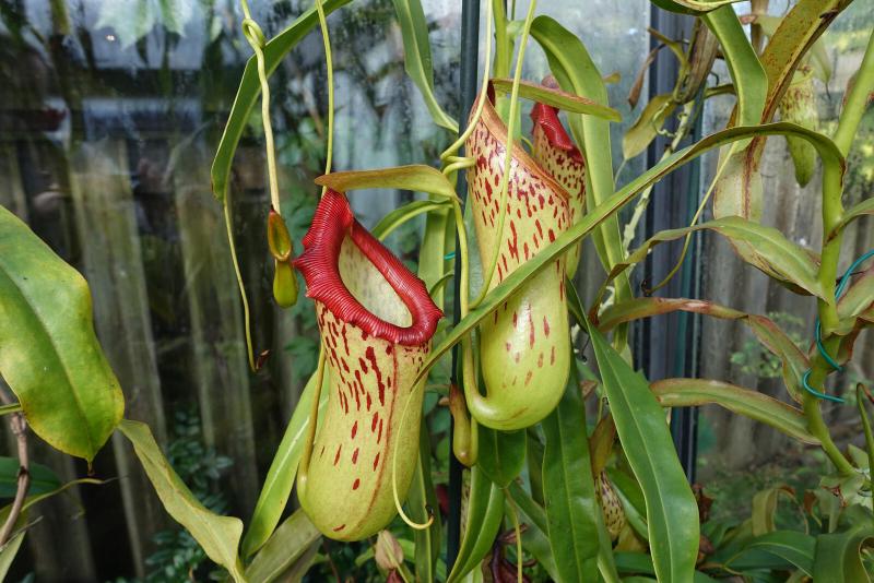 Nepenthes burkei.