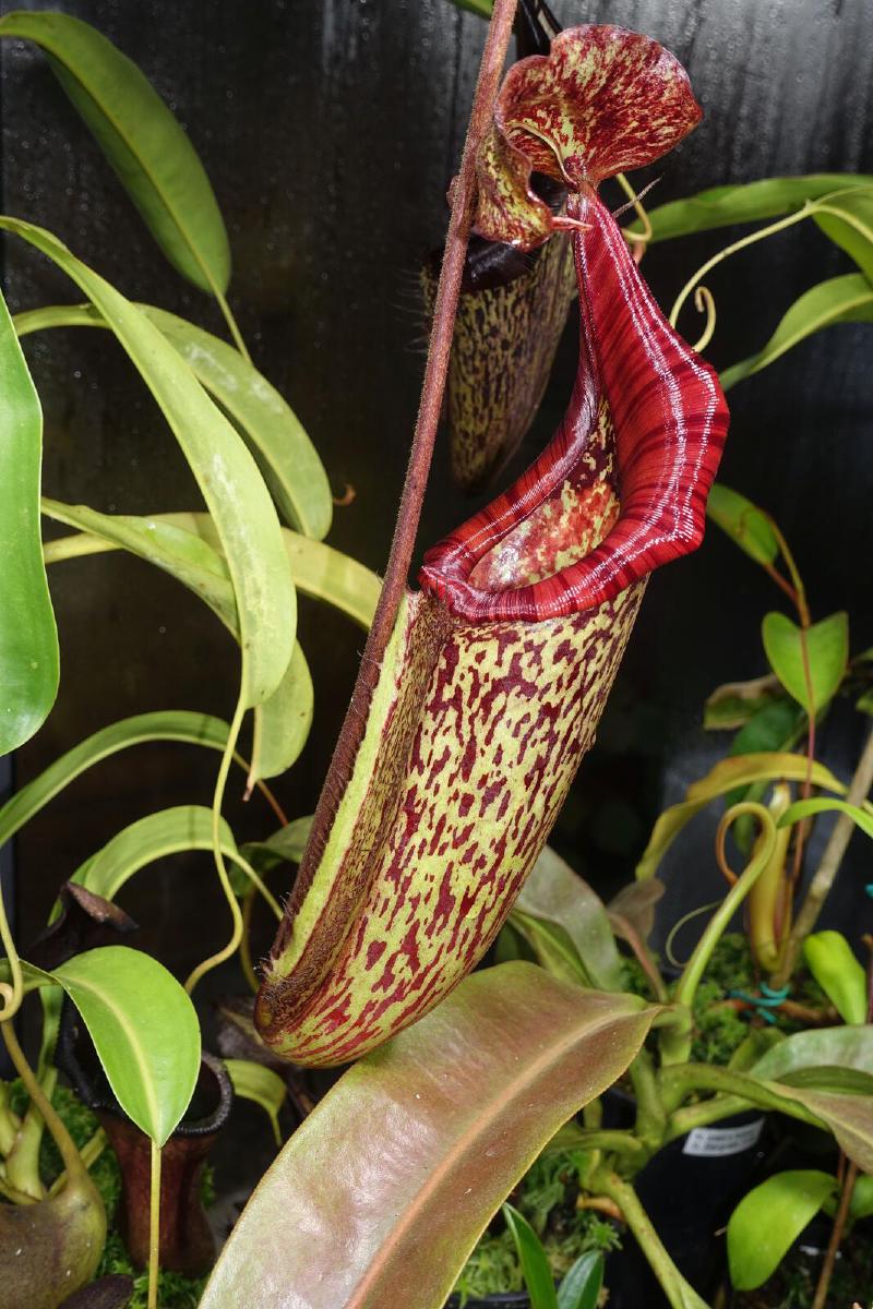 Nepenthes maxima.