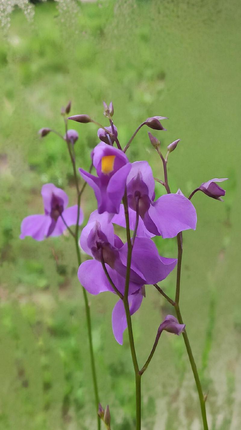 Utricularia longifolia flower.