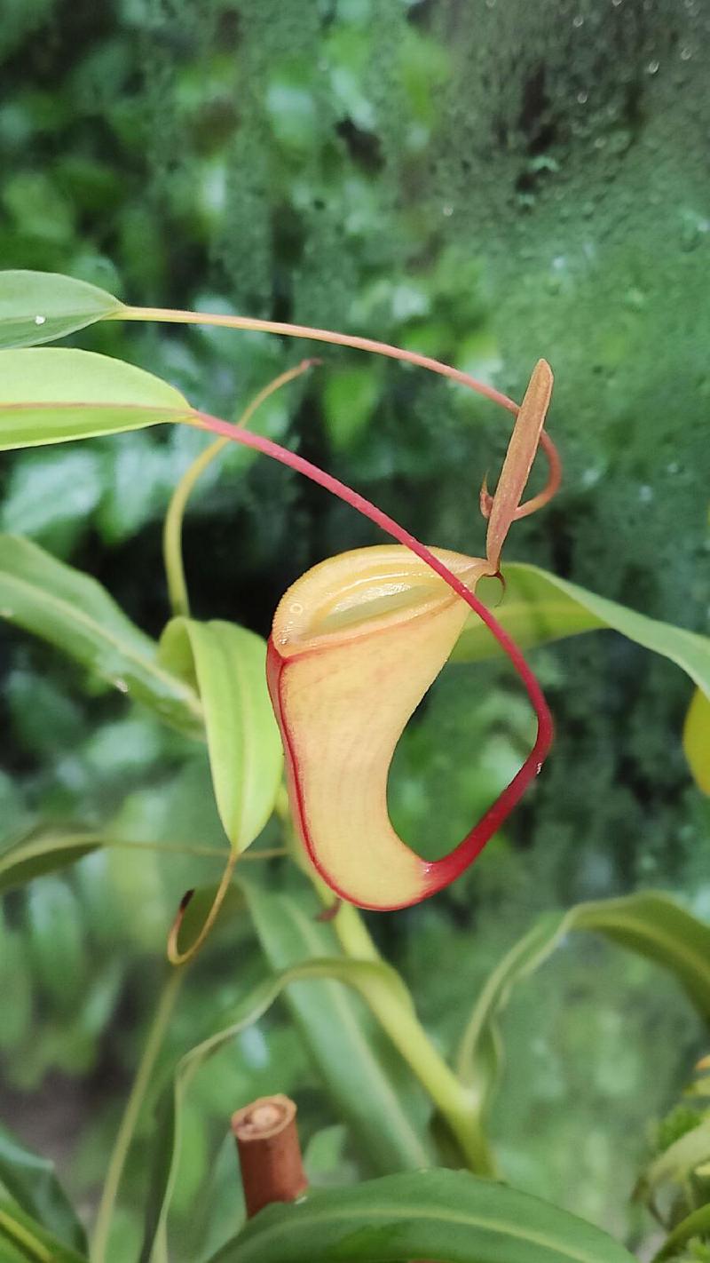 Nepenthes dubia from Talamau