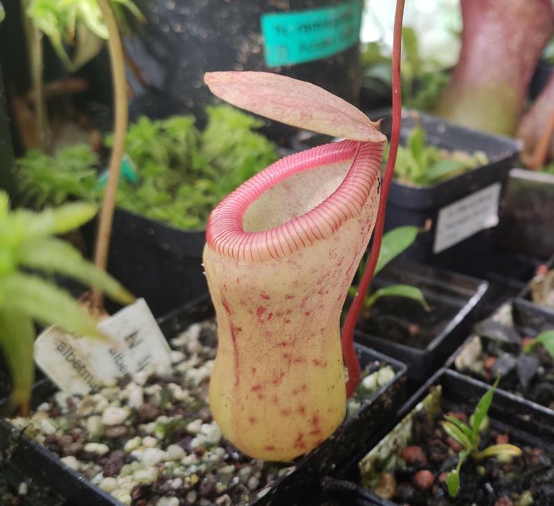 Nepenthes ventricosa.