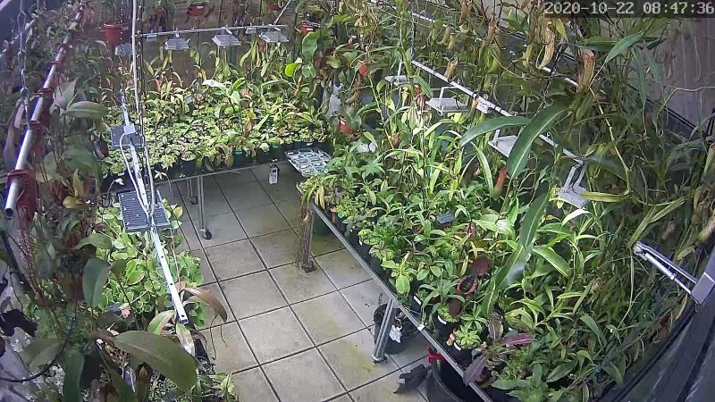 Jungle webcam 1.