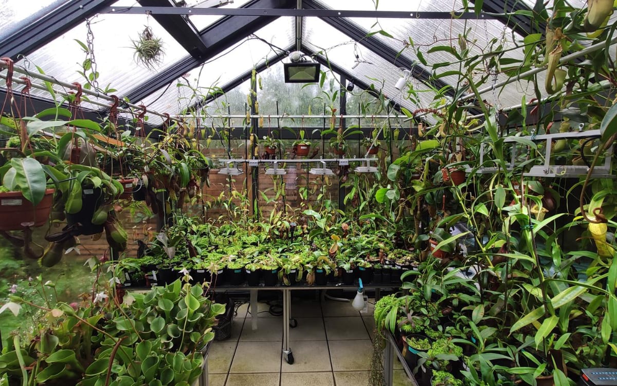 Today on the blog, German carnivorous plant grower Joachim Danz will be answering some of my questions on his impressive Nepenthes collection and greenhous setup.
