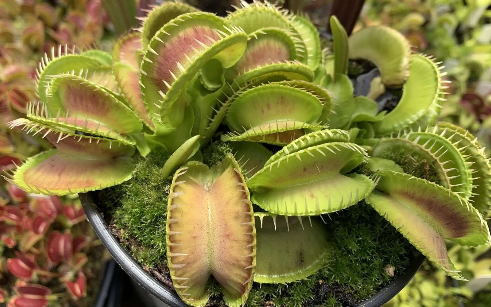 There is only one species of Venus flytrap, but many different forms, known as cultivars. Some of these can get really large - but which is the biggest?