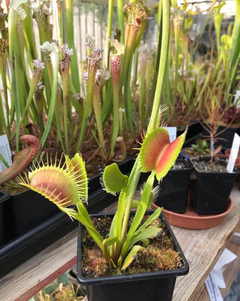 Dionaea muscipula 'DCXL', grown by Megan