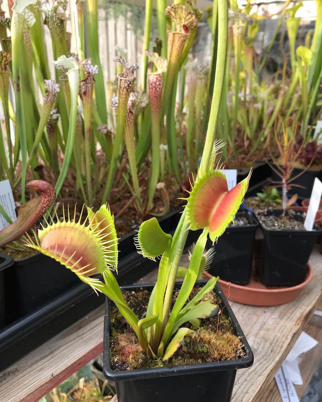 How big can Venus flytraps get?” and other FAQs