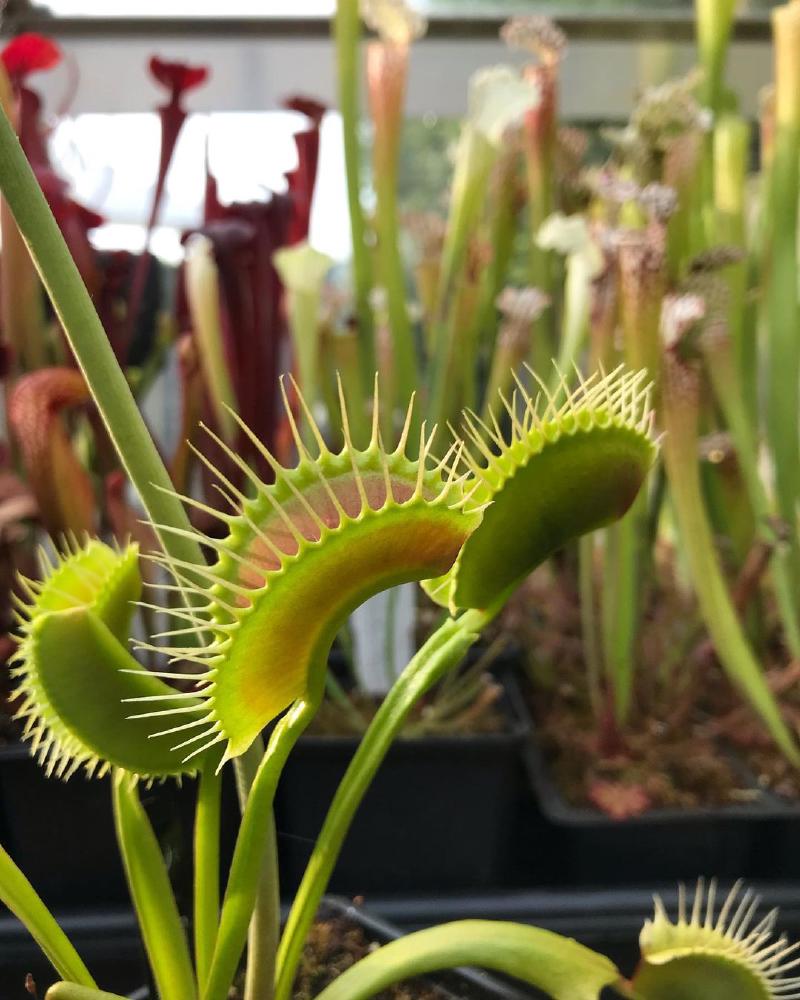 Dionaea muscipula 'DCXL' - huge traps on this Venus flytrap!