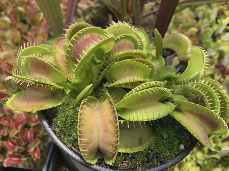 The 'Alien' cultivar of the Venus Flytrap, grown and photographed by Jeremiah.