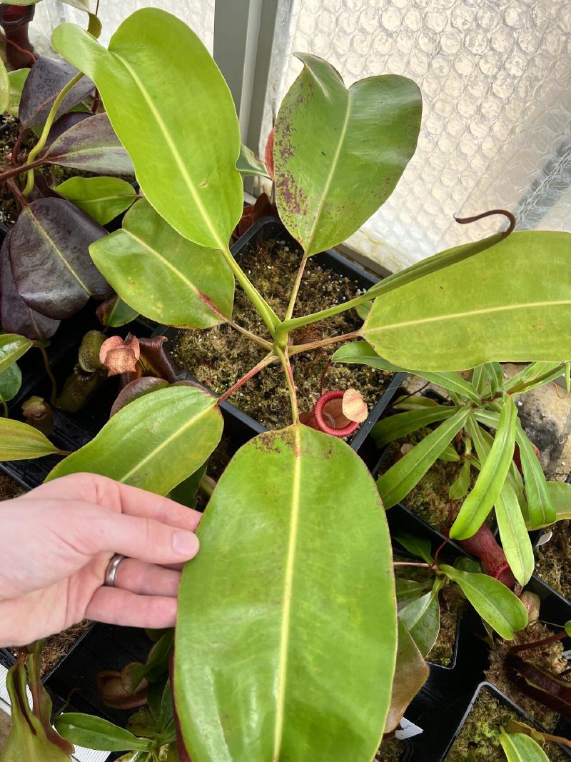 Nepenthes truncata x ephippiata, already 80cm+ across.