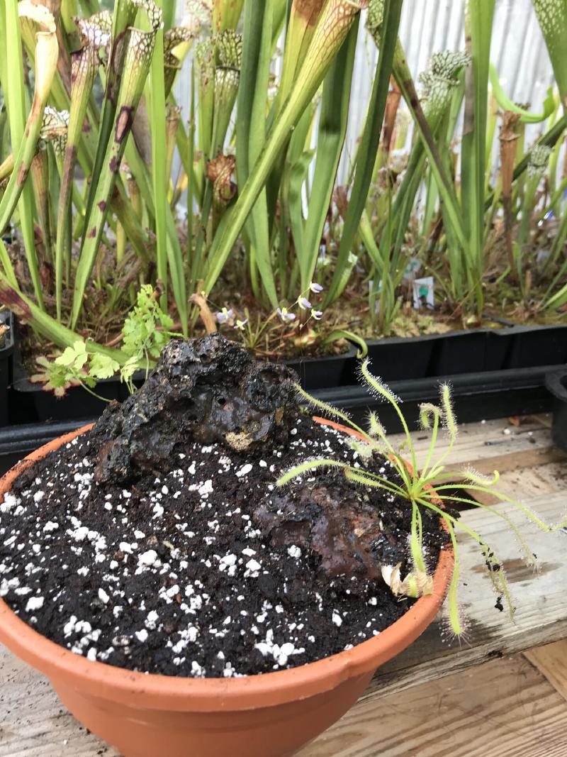 Drosera capensis 'alba'