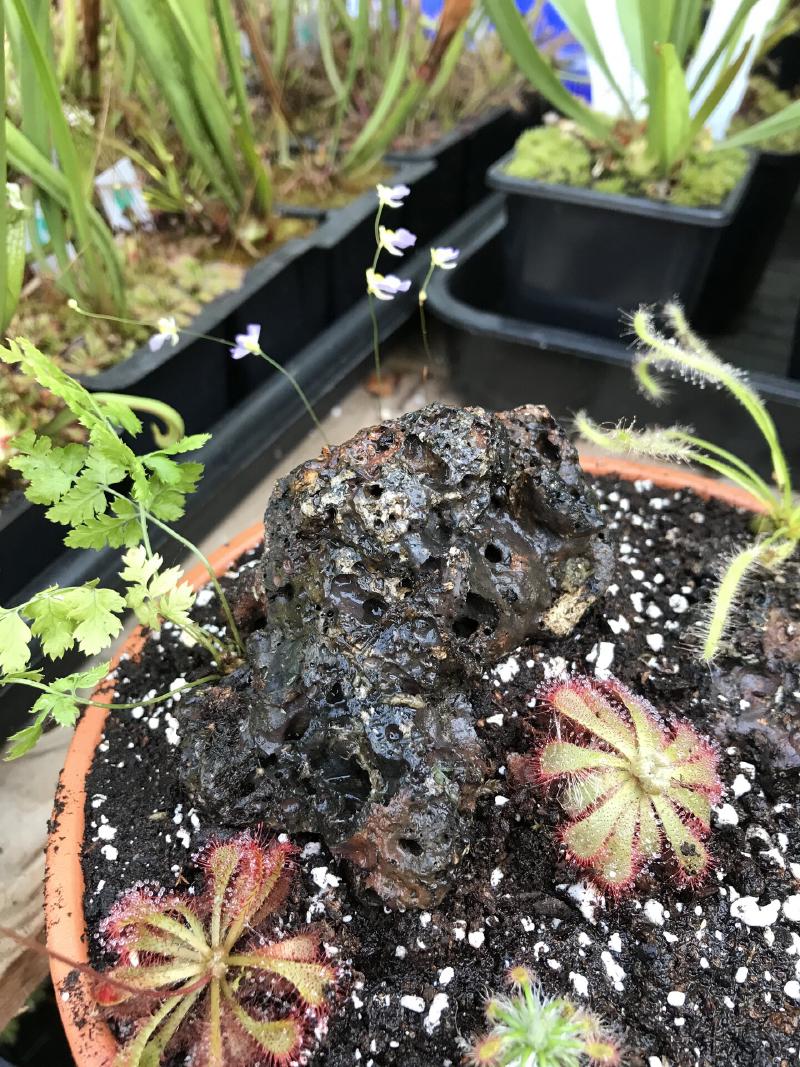 The lava rock surrounded by Drosera.