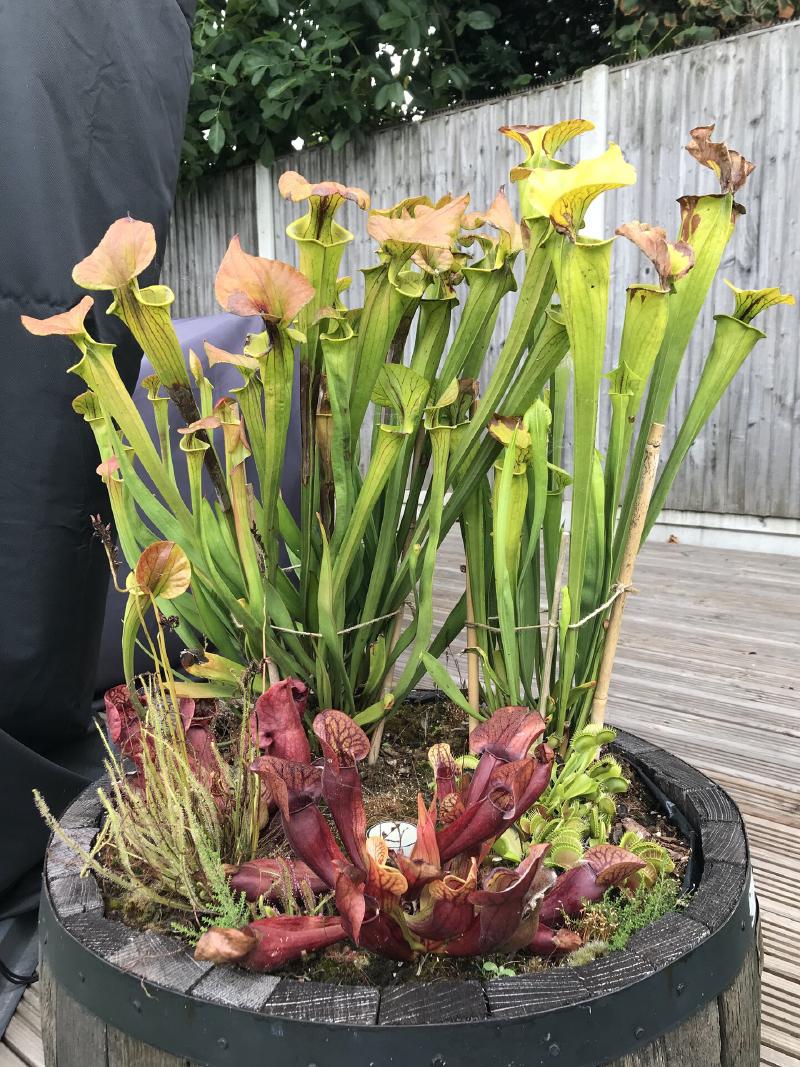 Second bog barrel, with S. flava, S. purpurea, Dionaea, and Drosera.