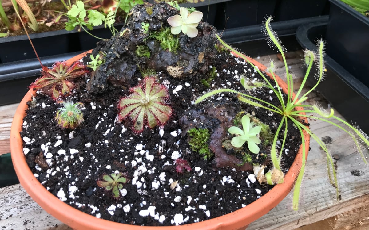 Time to welcome another guest author! Megan will demonstrate how to build an attractive, low-maintenance display of hardy carnivorous plants that can be kept indoors or outside.