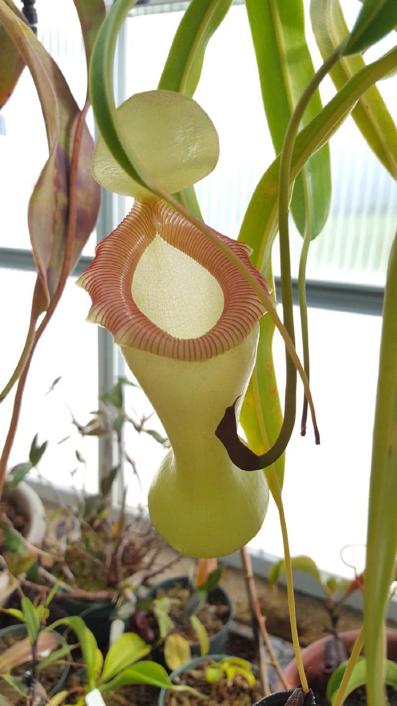 Nepenthes ventricosa 'porcelain'.