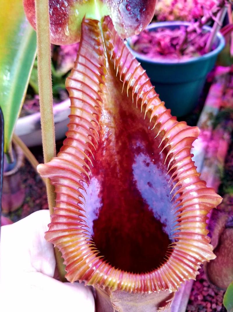 Nepenthes x trusmadiensis.