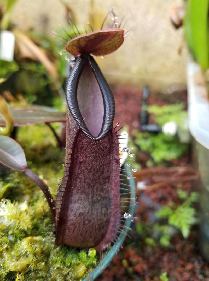 Nepenthes tentaculata.