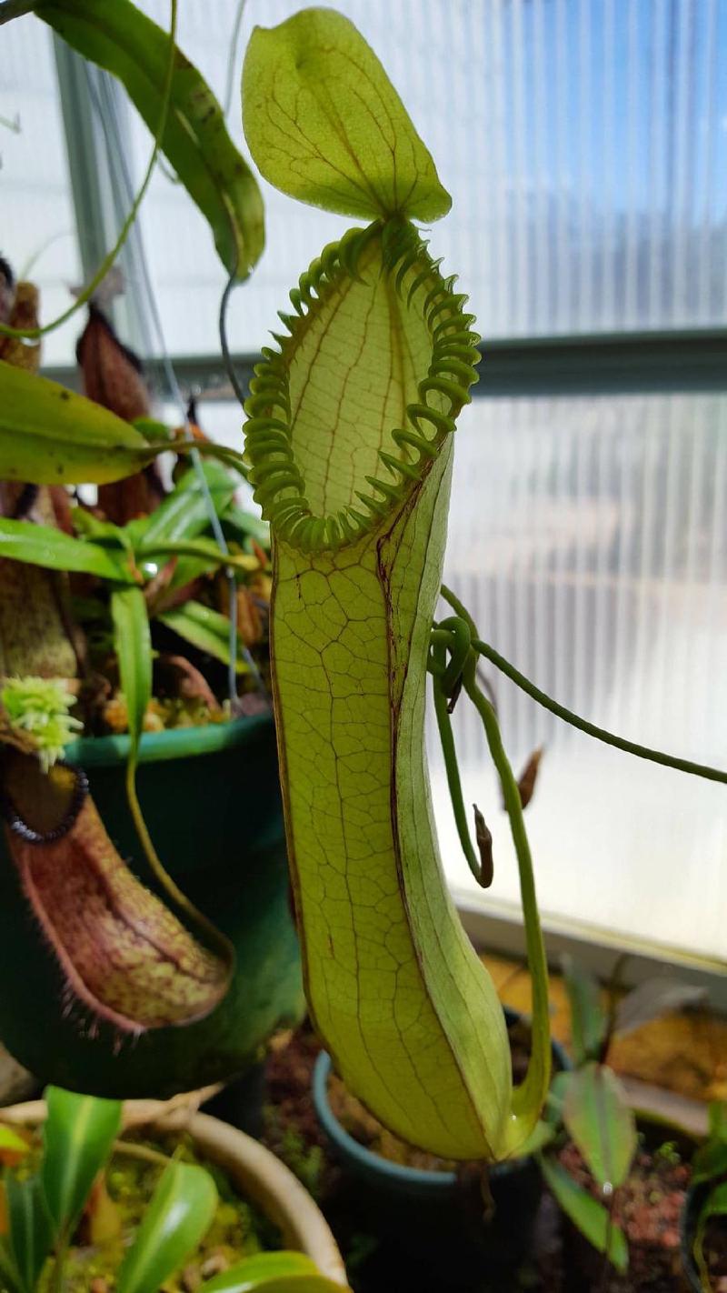 Nepenthes hamata upper pitcher.