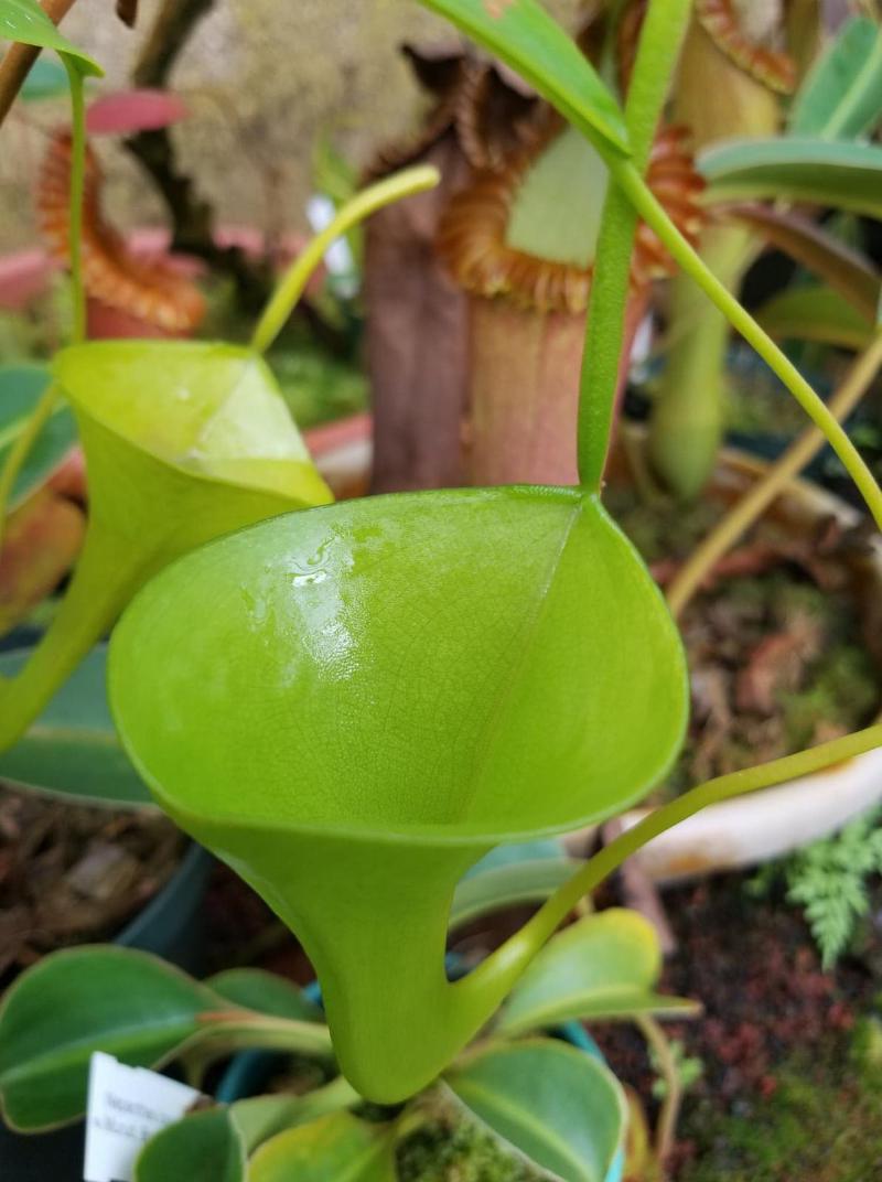 Nepenthes inermis upper pitcher.