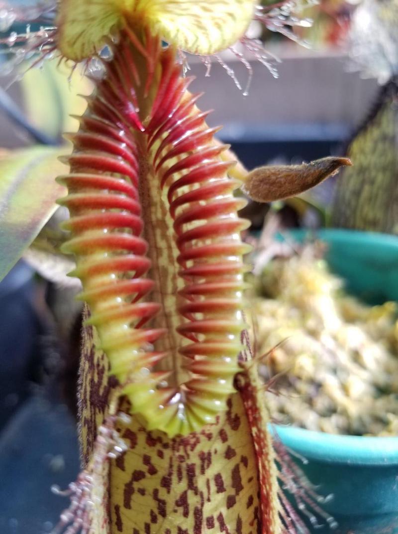 Nepenthes hamata.