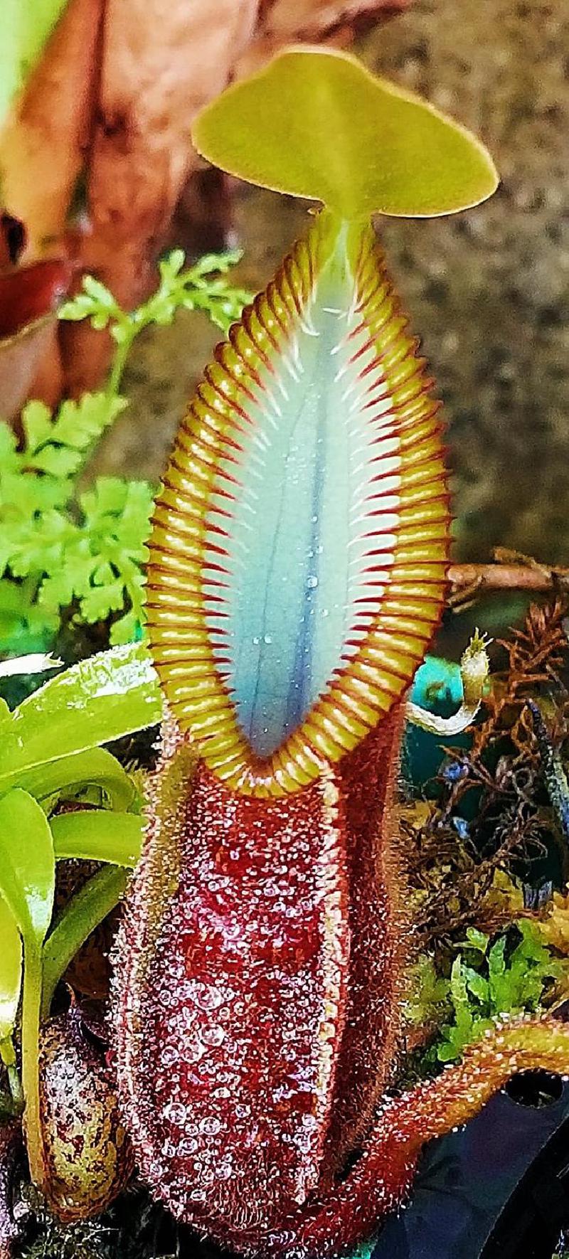 Nepenthes hamata 'red hairy'.