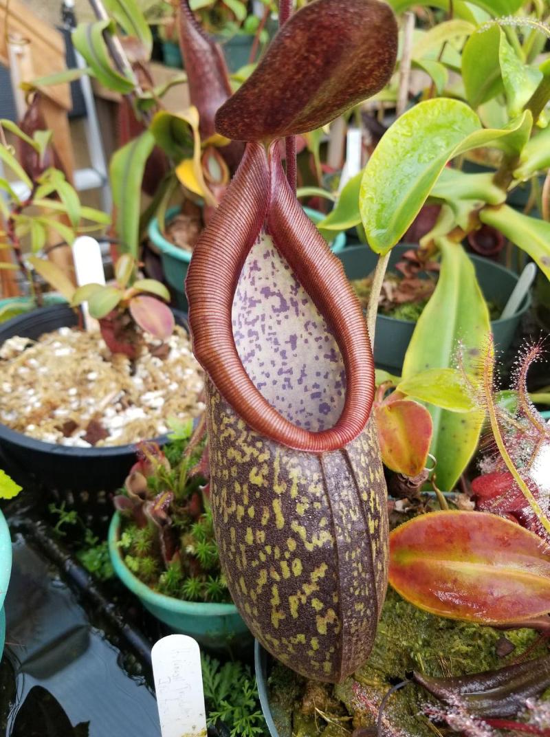 Nepenthes rigidifolia.