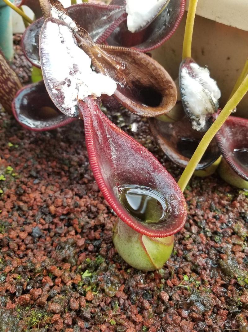 Nepenthes lowii.