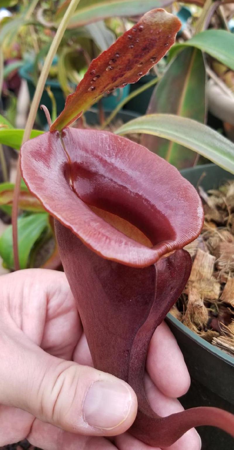 Nepenthes jacquelineae.