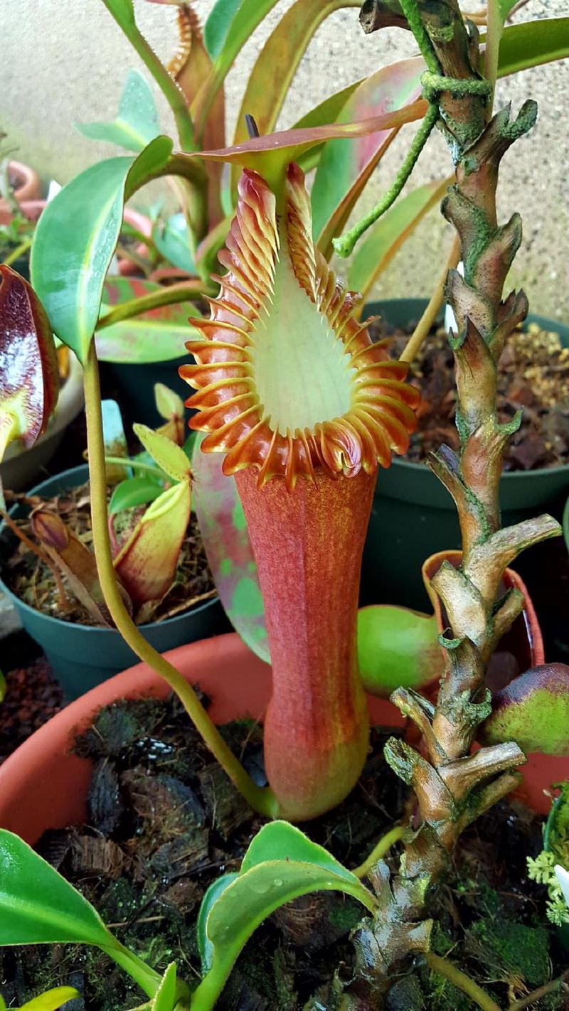 Nepenthes edwardsiana.