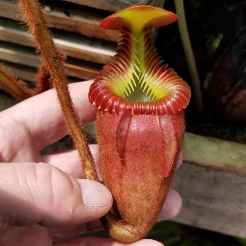 Nepenthes villosa intermediate pitcher, with wings only halfway down.