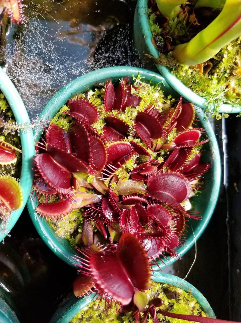 Dionaea muscipula, the Venus flytrap.