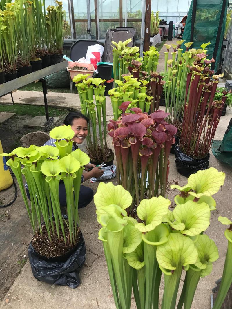 Preparation for the 2017 Chelsea Flower Show.