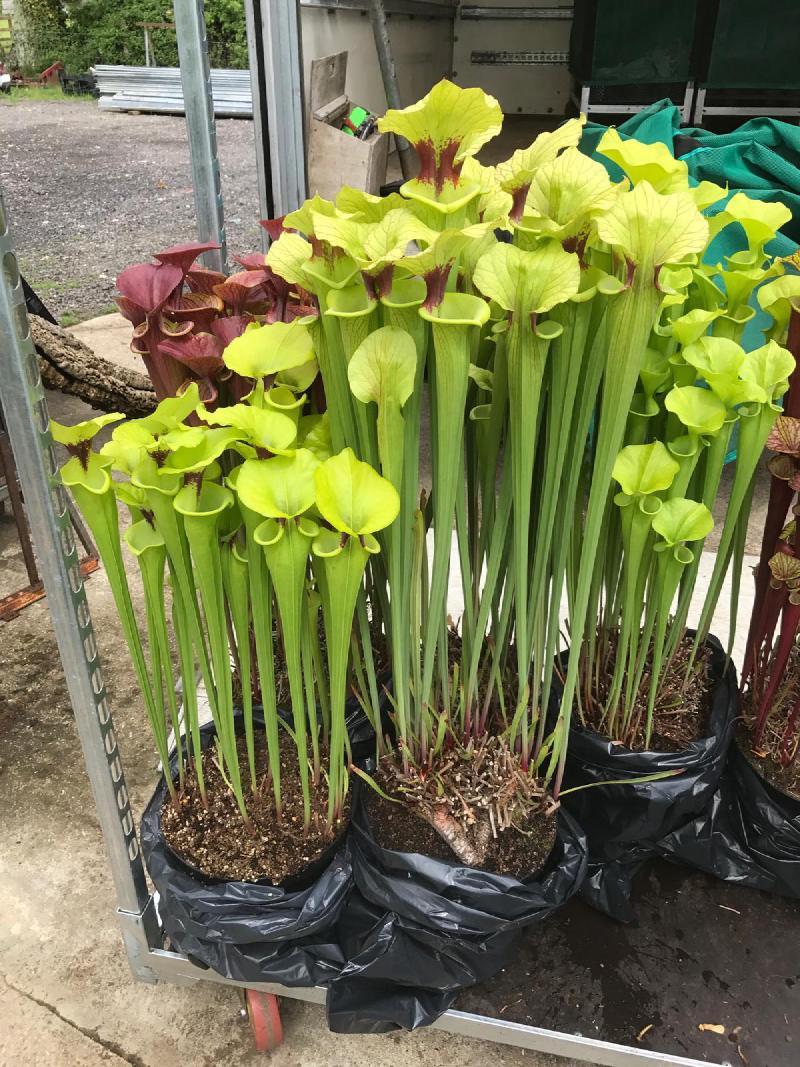 Some stunning forms of Sarracenia flava ready for display.