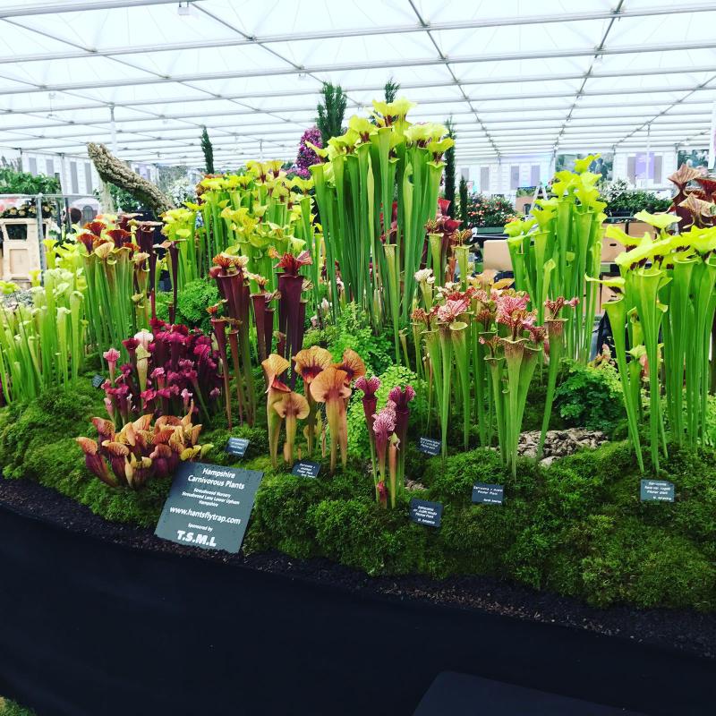 The finished display at the 2017 Chelsea Flower Show.