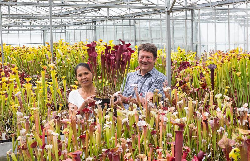 Matt and his wife Juthatip with Sarracenia cv. 'Juthatip Soper', a selected form of Sarracenia x mitchelliana.